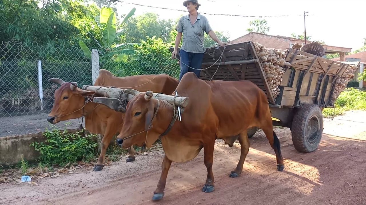 Mơ thấy xe bò - Chiêm bao thấy xe bò ba gác đánh con gì?