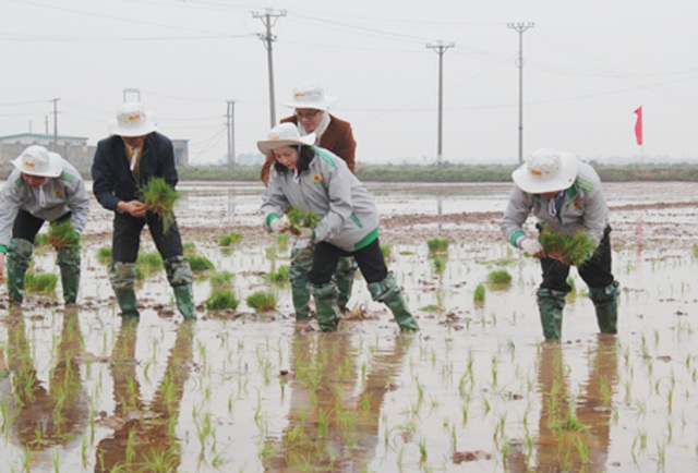 Mơ thấy lội ruộng - Chiêm bao thấy lội ruộng đánh con gì?