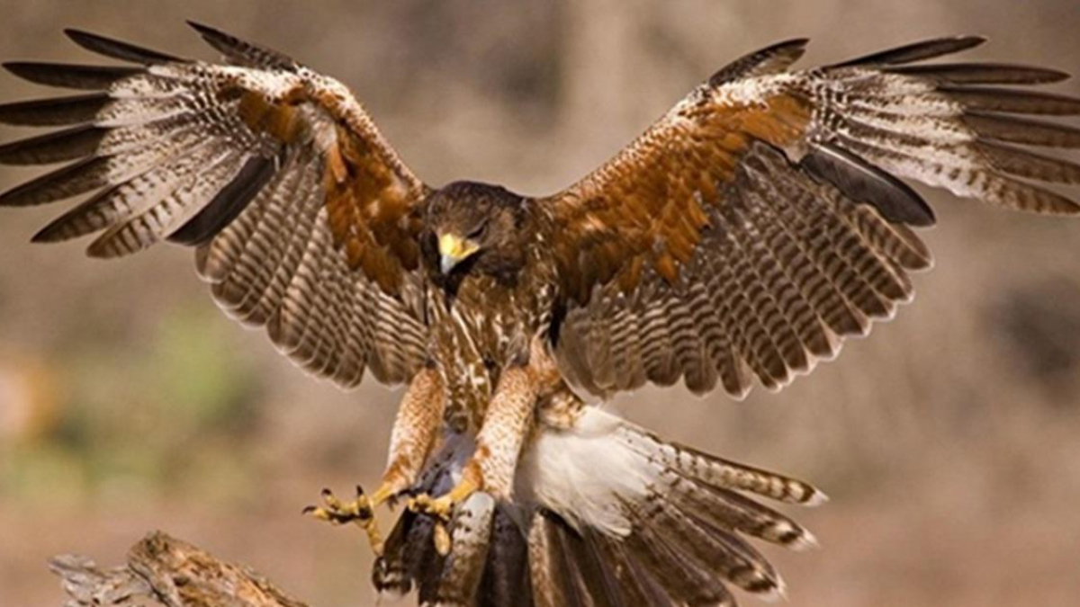 Mơ thấy diều hâu -  Chiêm bao thấy diều hâu đánh con gì?