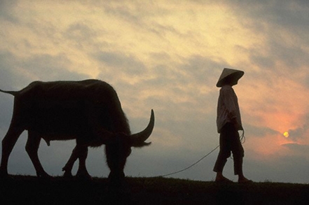 Mơ thấy dắt trâu – Chiêm bao thấy dắt trâu đánh con gì?